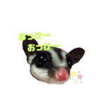 フクロモモンガのフクちゃん☆（個別スタンプ：10）