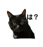 小磯家の猫です（個別スタンプ：1）