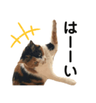 小磯家の猫です（個別スタンプ：5）
