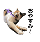 小磯家の猫です（個別スタンプ：6）