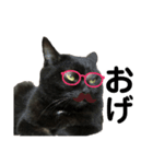 小磯家の猫です（個別スタンプ：7）