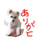 もふもふ珀君2（個別スタンプ：2）