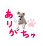 もふもふ珀君2（個別スタンプ：3）