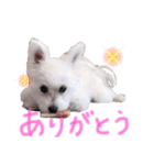 もふもふ珀君2（個別スタンプ：4）