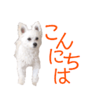 もふもふ珀君2（個別スタンプ：7）