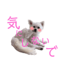 もふもふ珀君2（個別スタンプ：13）