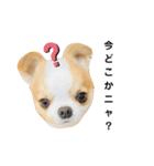 Year Honey（個別スタンプ：13）