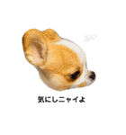 Year Honey（個別スタンプ：17）