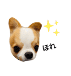 Year Honey（個別スタンプ：23）