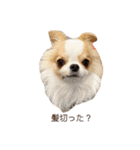 Year Honey（個別スタンプ：25）