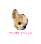 Year Honey（個別スタンプ：29）