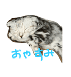 ここちゃんの一日（個別スタンプ：3）