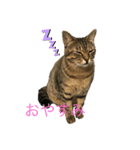 フィンピピ（個別スタンプ：2）