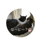 フィンピピ（個別スタンプ：3）