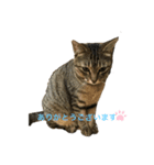 フィンピピ（個別スタンプ：5）