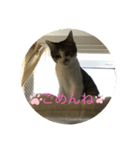 フィンピピ（個別スタンプ：6）