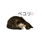 フィンピピ（個別スタンプ：7）