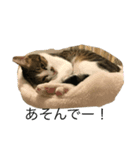 フィンピピ（個別スタンプ：8）