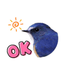 野鳥のことば（個別スタンプ：1）