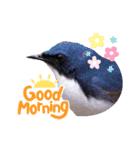 野鳥のことば（個別スタンプ：2）