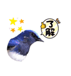 野鳥のことば（個別スタンプ：3）