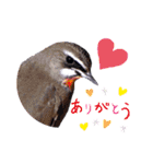 野鳥のことば（個別スタンプ：4）