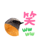 野鳥のことば（個別スタンプ：5）