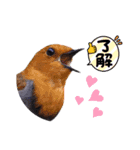 野鳥のことば（個別スタンプ：6）