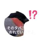 野鳥のことば（個別スタンプ：8）