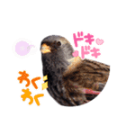 野鳥のことば（個別スタンプ：11）