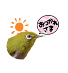 野鳥のことば（個別スタンプ：14）