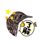 野鳥のことば（個別スタンプ：15）