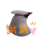 野鳥のことば（個別スタンプ：16）