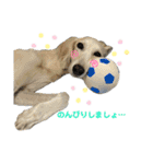 サルーキのジェダイト♪（個別スタンプ：1）