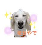 サルーキのジェダイト♪（個別スタンプ：3）