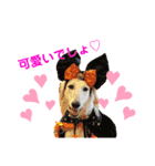 サルーキのジェダイト♪（個別スタンプ：4）
