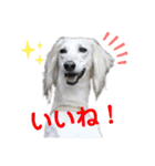 サルーキのジェダイト♪（個別スタンプ：6）