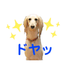 サルーキのジェダイト♪（個別スタンプ：11）