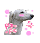 サルーキのジェダイト♪（個別スタンプ：15）