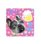 フレンチブルドッグ パンダパン（個別スタンプ：14）