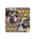 フレンチブルドッグ パンダパン（個別スタンプ：16）