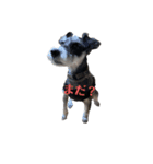 現実の犬（個別スタンプ：1）