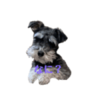 現実の犬（個別スタンプ：2）