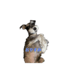 現実の犬（個別スタンプ：3）