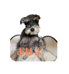 現実の犬（個別スタンプ：4）