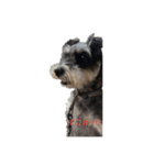 現実の犬（個別スタンプ：5）