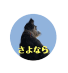 現実の犬（個別スタンプ：7）