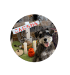 現実の犬（個別スタンプ：8）