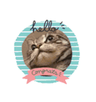 まいにち猫日和（個別スタンプ：3）