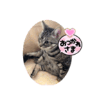 まいにち猫日和（個別スタンプ：7）